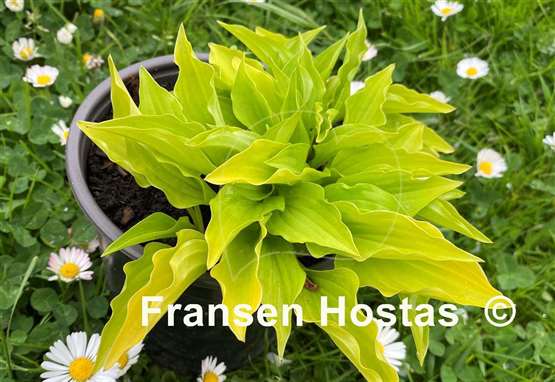 Hosta Feather Boa